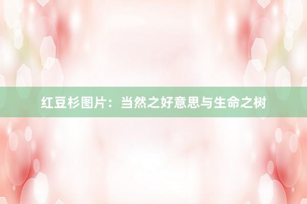 红豆杉图片：当然之好意思与生命之树